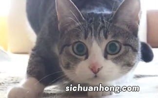 猫咪吃什么拉屎不会臭