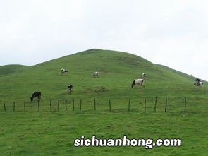 南山牧场在哪里