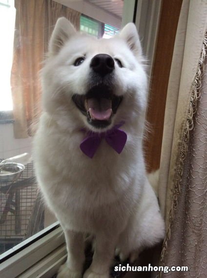 萨摩耶能吃鸡蛋吗