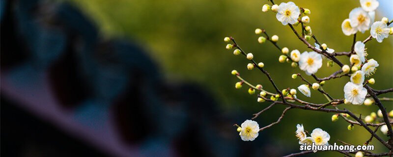 梅花象征着什么品质,代表什么人 梅花象征着什么