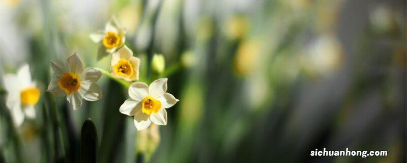 百合科植物有哪些蔬菜 百合科植物有哪些