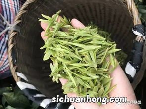 新鲜的绿茶怎么保存方法