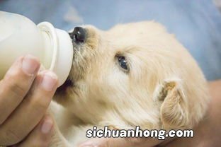 狗喝羊奶粉的好处是什么