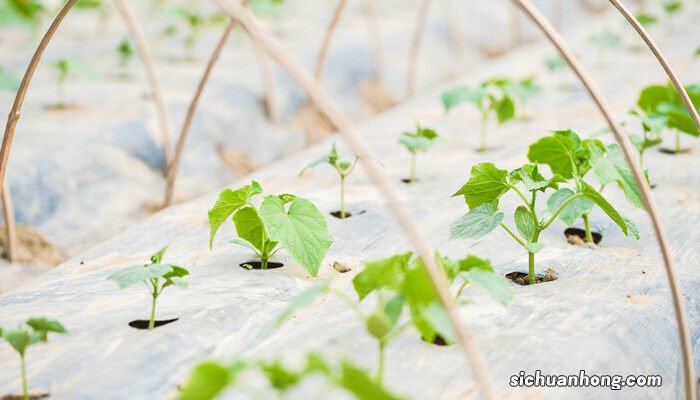 六月份可以种木耳菜吗视频 六月份可以种木耳菜吗