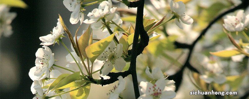 梨花的颜色有几种颜色 梨花的颜色