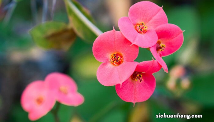 铁海棠的养殖方法和注意事项铁海 铁海棠的养殖方法和注意事项