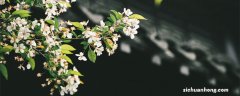 海棠花的花语和寓意 海棠花的花语