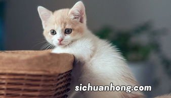 小猫长胡子是为了什么