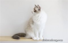 猫为什么喜欢踩被子