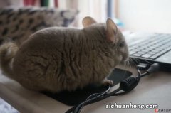 宠物龙猫是猫吗