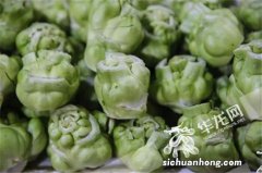 儿菜和榨菜的区别