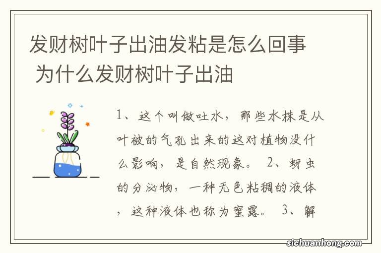 发财树叶子出油发粘是怎么回事 为什么发财树叶子出油