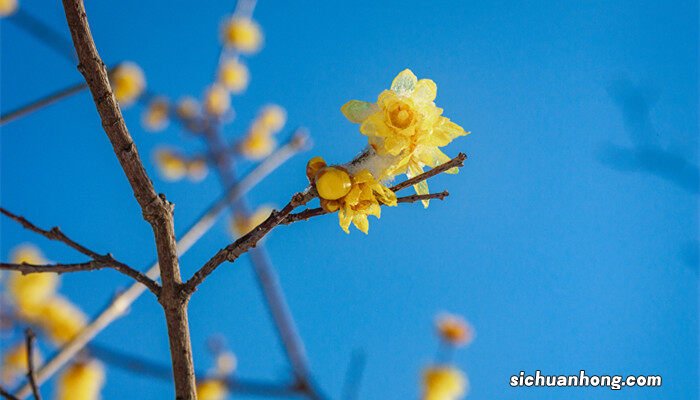 腊梅种子怎么种才能发芽 腊梅种子