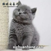 怎么选蓝猫