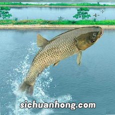 清水鱼是什么鱼