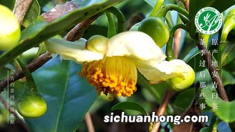 白茶树怎么样