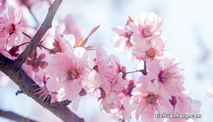 桃树七月份打什么药防虫 桃树七月份打什么药