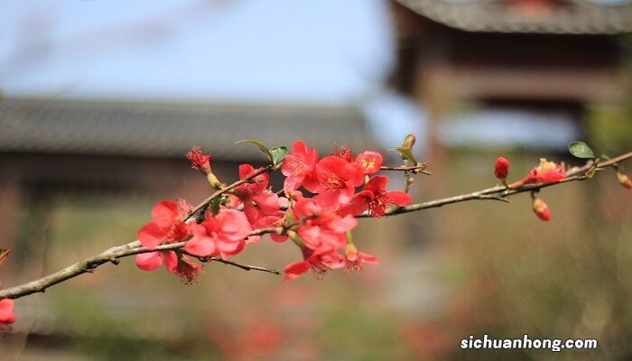 武汉市市花是哪种花 武汉市市花