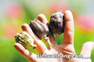 鸦片源于什么植物的什么