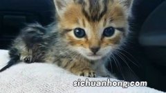 猫耳朵往后是什么意思