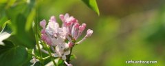 丁香花的花语是什么? 丁香花的花语是什么