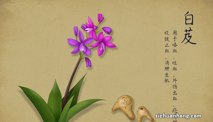 白芨种植技术白芨种植方法 白芨种植方法