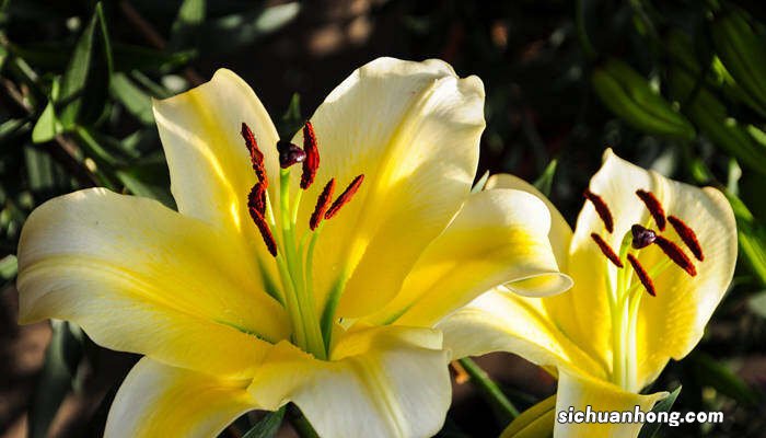 百合花的花语和寓意图片 百合花的花语和寓意