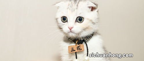 折耳蓝猫能活多少年