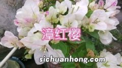 花被冻蔫了怎么办