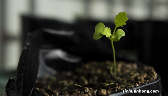 植物胚芽发育成了什么和什么的结构 植物胚芽发育成了什么和什么