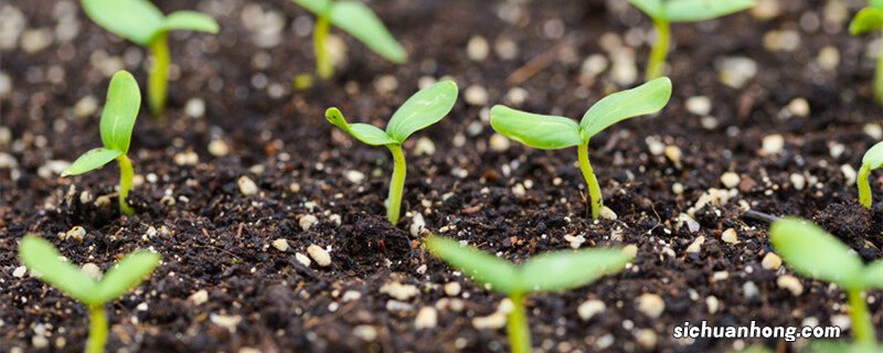 植物胚芽发育成了什么和什么的结构 植物胚芽发育成了什么和什么
