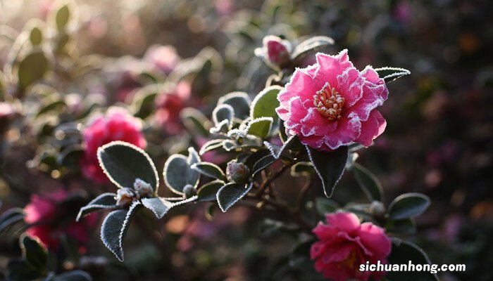 茶花叶子掉光了还能长出来吗图片 茶花叶子掉光了还能长出来吗