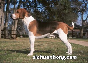 哈利犬和比格犬的区别