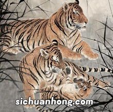 鸡虎属相合吗
