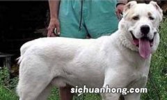 高狼犬和中亚犬的区别