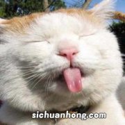 猫舔毛会吃肚子里吗