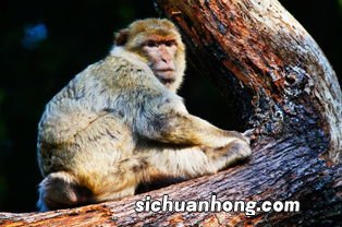 梦见大白鹅是什么意思