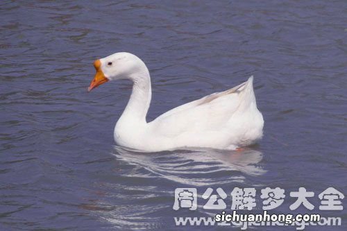 梦见大白鹅是什么意思