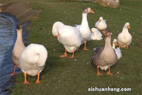 梦见大白鹅是什么意思