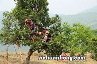 云南勐库古茶怎么冲泡