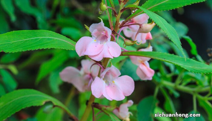 凤仙花的茎属于什么? 凤仙花的茎是什么类型的茎