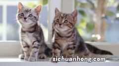 猫换新环境要注意什么