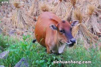 属牛和属羊的相配吗