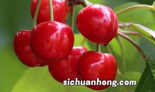 大樱桃几月份成熟 大樱桃几月份成熟采摘
