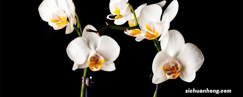 蝴蝶兰6月份开花正常吗视频 蝴蝶兰6月份开花正常吗
