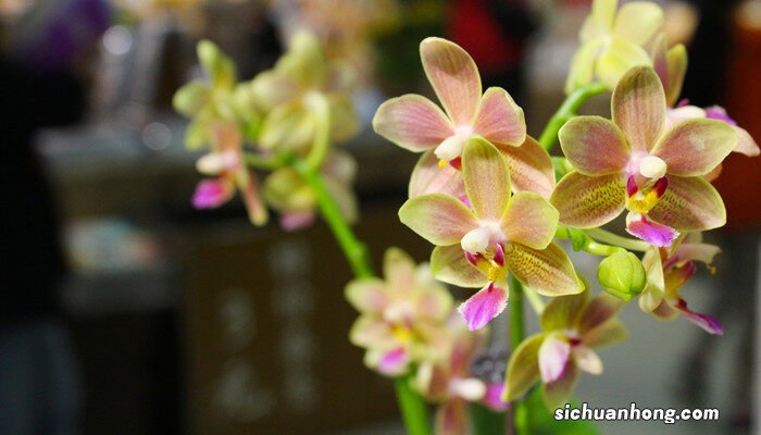 蝴蝶兰6月份开花正常吗视频 蝴蝶兰6月份开花正常吗