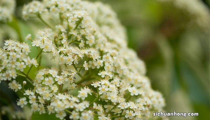 北京哪里有石楠花卖 北京哪里有石楠花