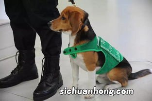 检疫犬是什么品种