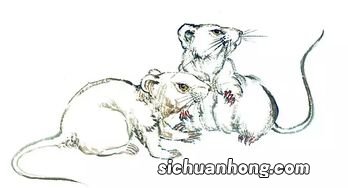 属鼠的和属牛的相配吗