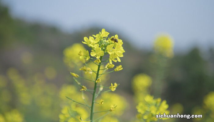 油菜籽出油率是多少? 油菜籽出油率